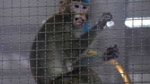 A Georgia appeals court will decide the future of a small town where locals are fighting plans to build a monkey breeding facility.