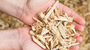 Major companies are teaming up in an effort to create the first "bioship" that would run on wood waste, in hopes of a greener future.