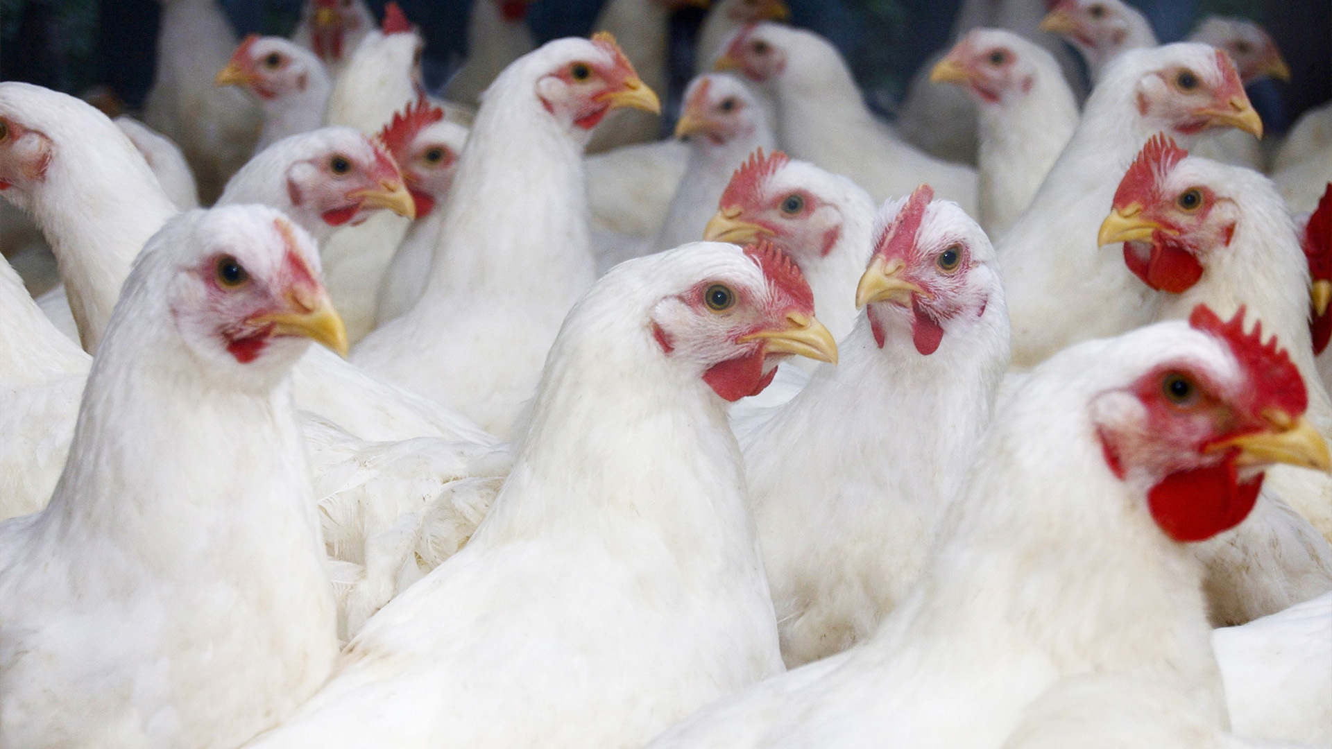 The World Health Organization (WHO) confirmed that a 59-year-old man from Mexico died from bird flu caused by the H5N2 strain.