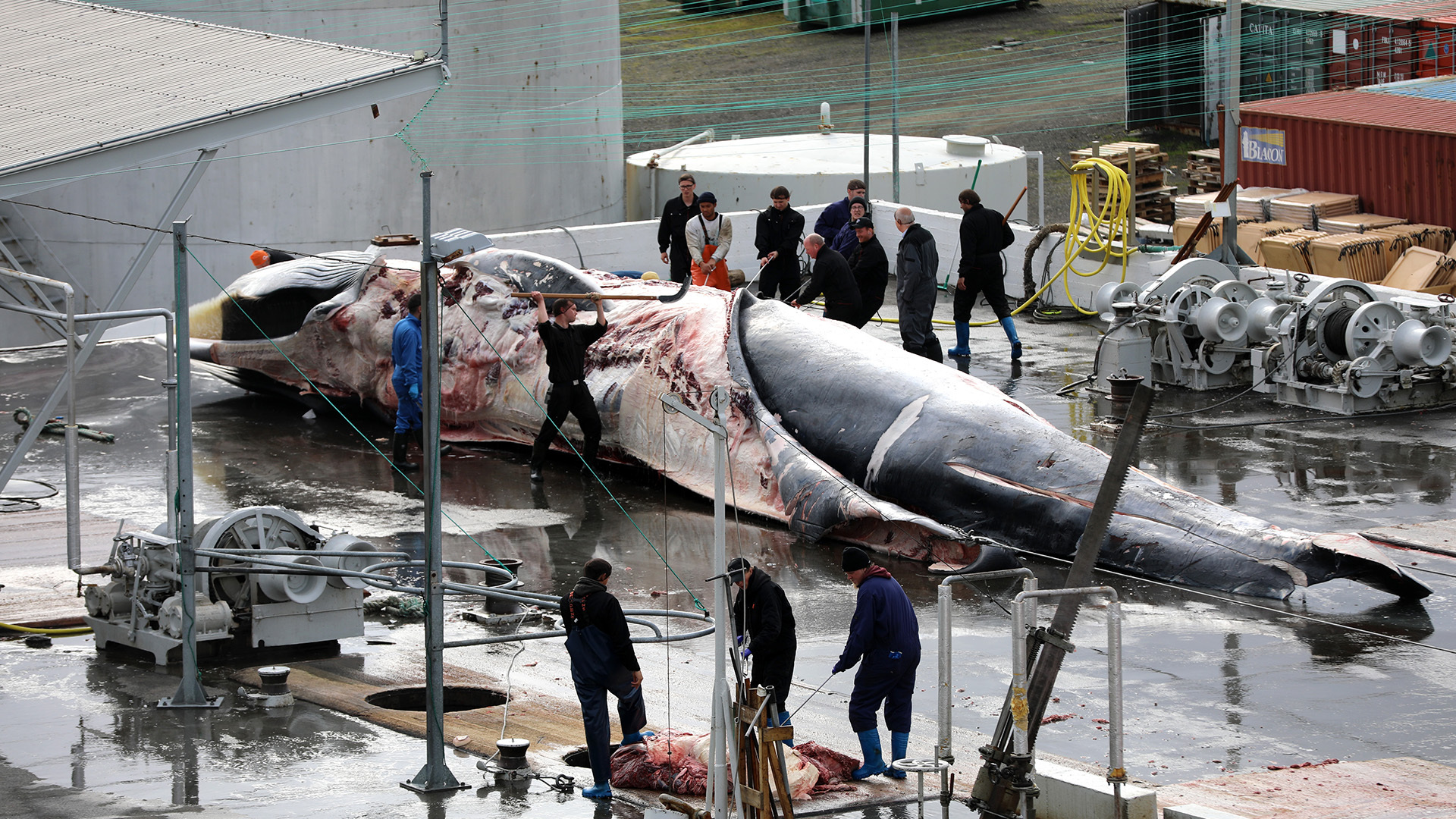 The endangered fin whale faces renewed threats from whaling, as Iceland and Japan have approved new permits to hunt them.