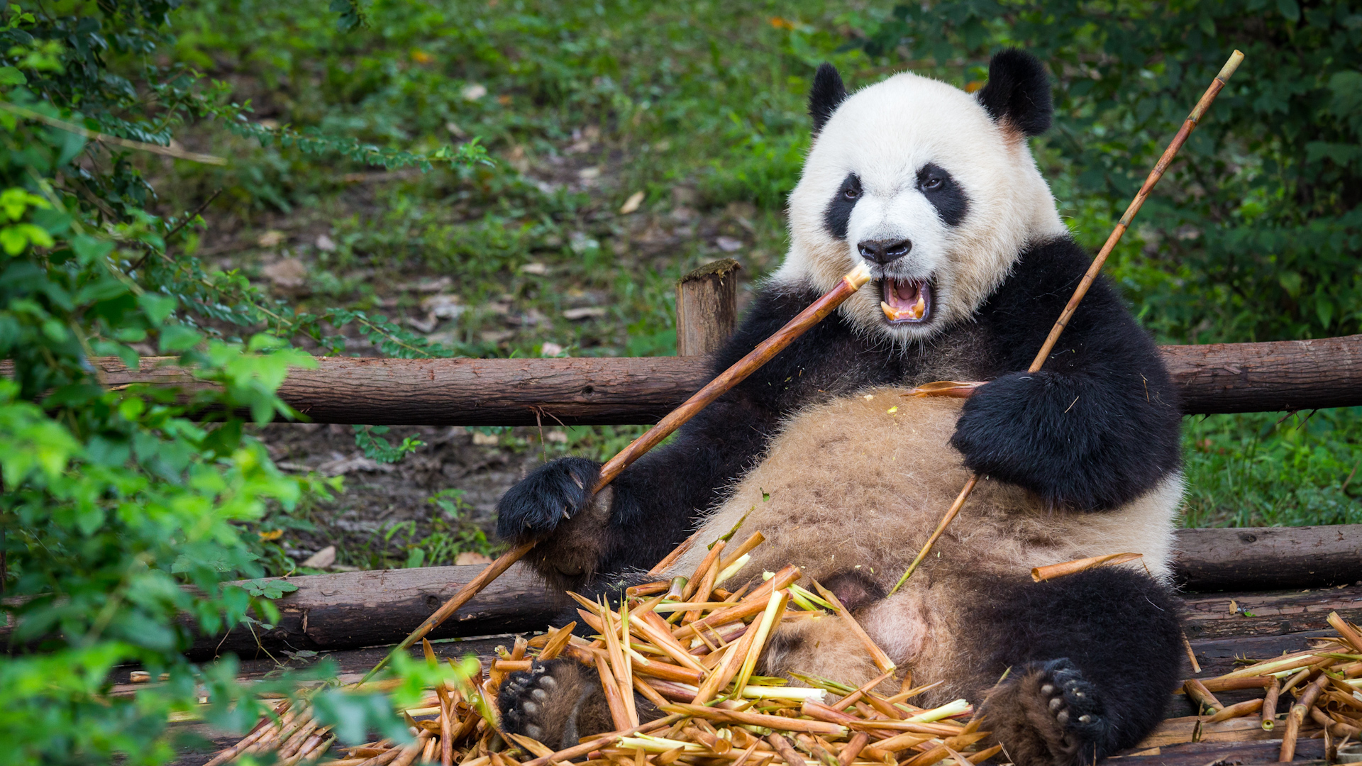 2 giant pandas from China headed to the US