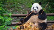 San Diego Zoo is welcoming two new giant pandas from China as part of a new phase in "panda diplomacy" between the countries.