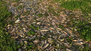 An investigation is underway after tons of fish died in a river in southeastern Brazil. Prosecutors say that it was caused by illegal dumping of wastewater by a sugar and ethanol plant.