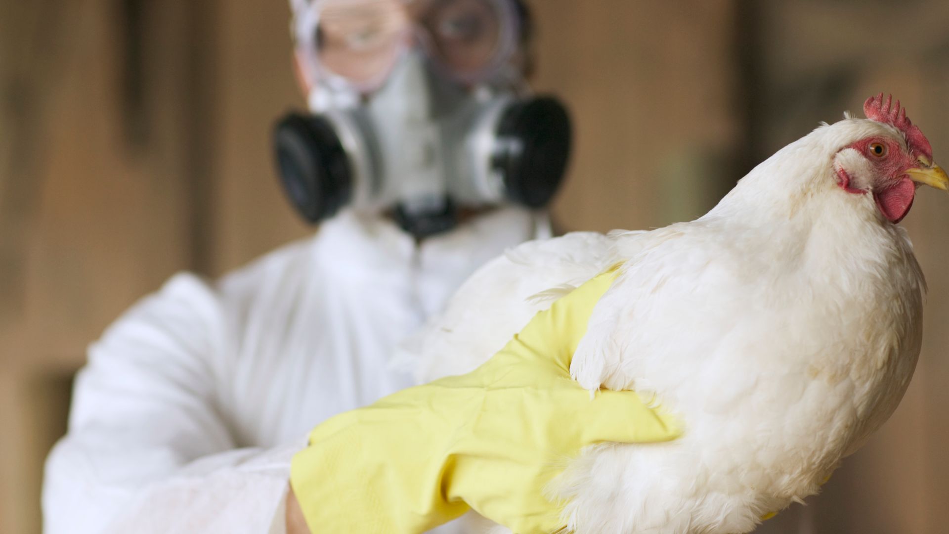 Health officials say at least four new cases of bird flu in humans have been confirmed in Colorado with a fifth undergoing testing.