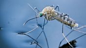 The CDC and WHO have issued warnings about a global rise in dengue fever cases. Recently, Florida reported two cases in the Florida Keys.