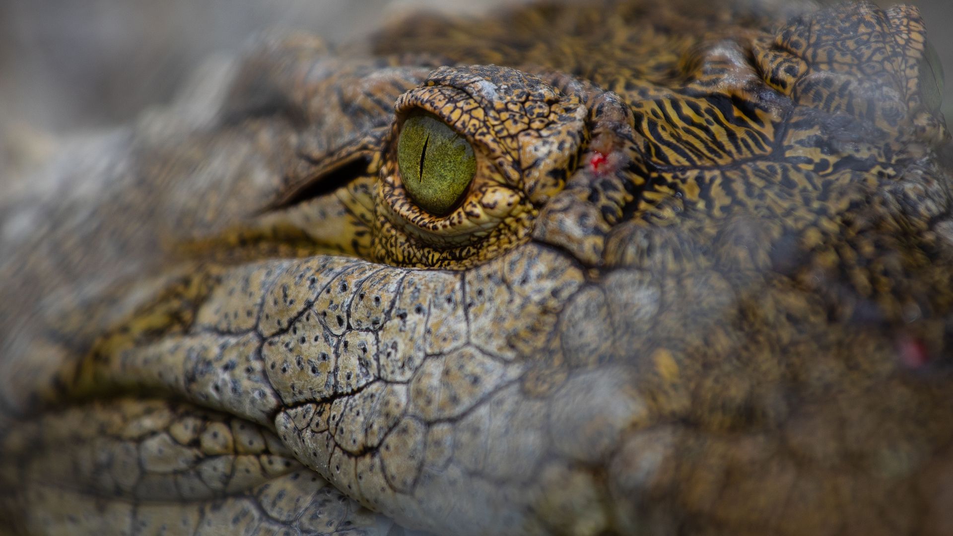 Around 200 crocodiles have been spotted in populated areas of northern Mexico in the aftermath of two storms.