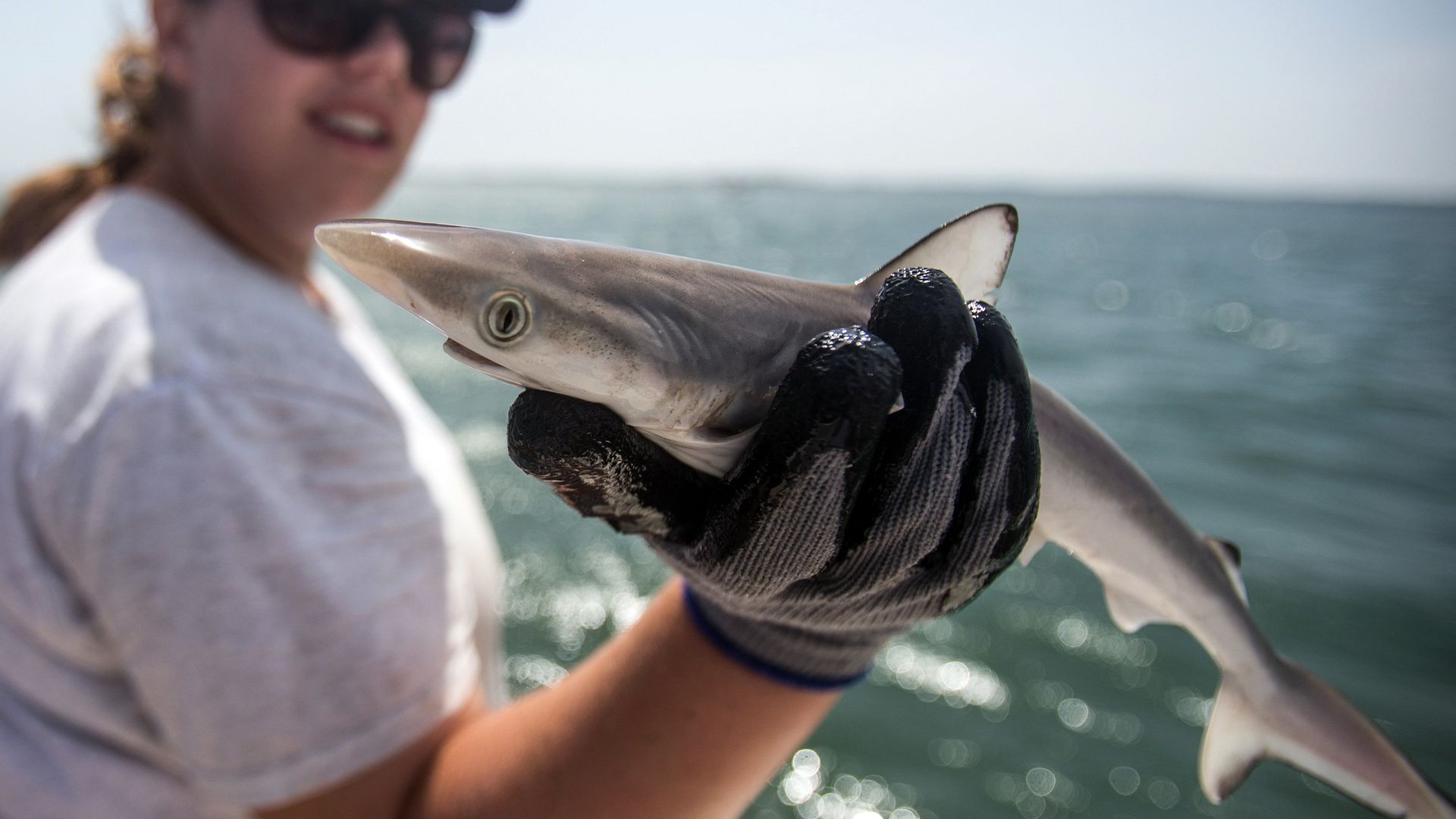 A new study found sharks with high levels of cocaine in their bodies off the coast of Brazil near Rio de Janeiro.