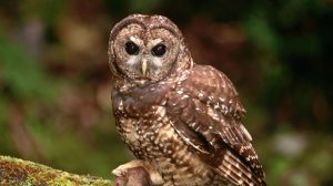 In an effort to save the spotted owl from extinction, U.S. wildlife officials are proposing killing 450,000 barred owls.