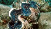 Researchers at Yale University are exploring how the natural adaptations of giant clams might lead to improvements in solar energy technology.