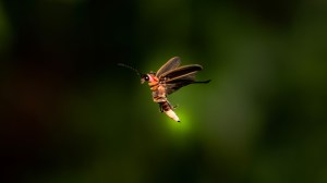 Seeing fewer fireflies lighting up your summer nights? Researchers think they have an idea why, but they need your help to learn more.