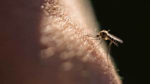 Mosquito-Borne Illnesses like Dengue Fever and West Nile Virus are on the rise this summer, according to the CDC.