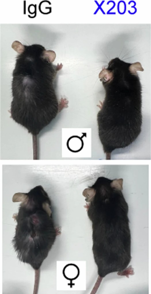 Representative images of 130-week-old male (top) and female (bottom) mice from the lifespan therapeutic dosing study where mice received either IgG (mice on the left) or anti-IL11 (X203; mice on the right) from 75 weeks of age until death.