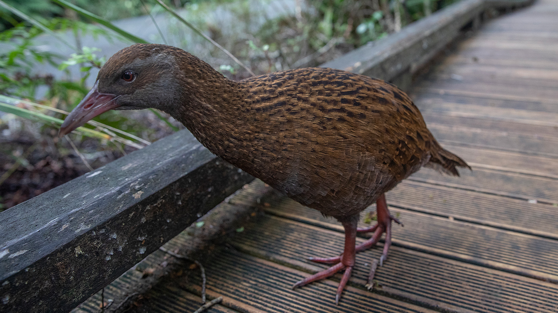 A pair of contestants on the reality show "Race to Survive" have been disqualified after one of them killed a protected bird in New Zealand.