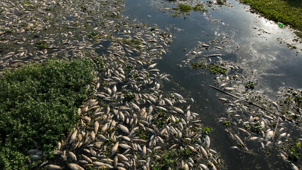 In Tanqua, Brazil, up to 20 tons of fish died in the Piracicaba River after suspected illegal waste discharge from a sugar and ethanol plant.