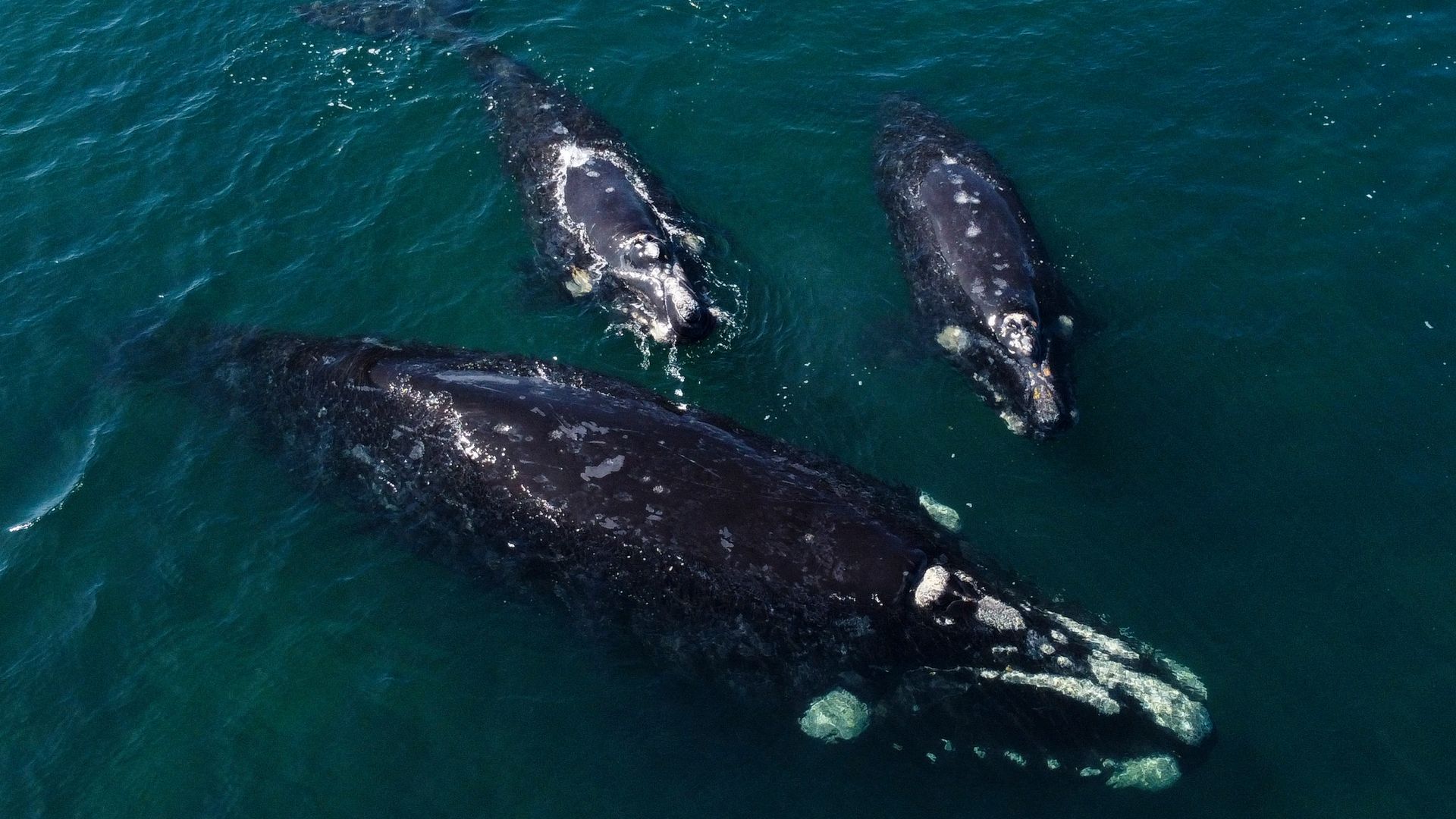 Almost  million is a big investment towards protecting one of the world's most endangered whale species.