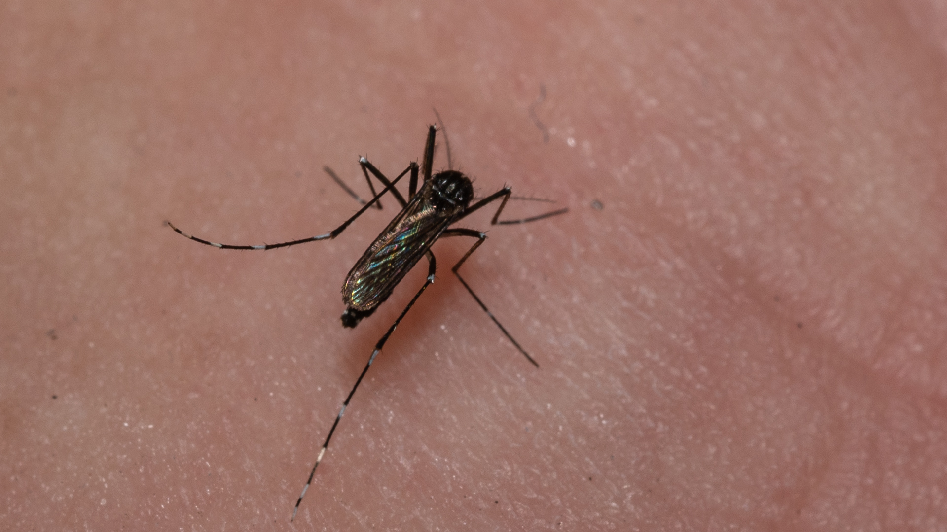 A 41-year-old New Hampshire man, identified as Steven Scott Perry, has died from Eastern Equine Encephalitis (EEE), marking the state’s first human case of the mosquito-borne virus in a decade. Perry, who was described by family as a devoted son, brother, and friend, contracted the rare but deadly virus earlier in August.