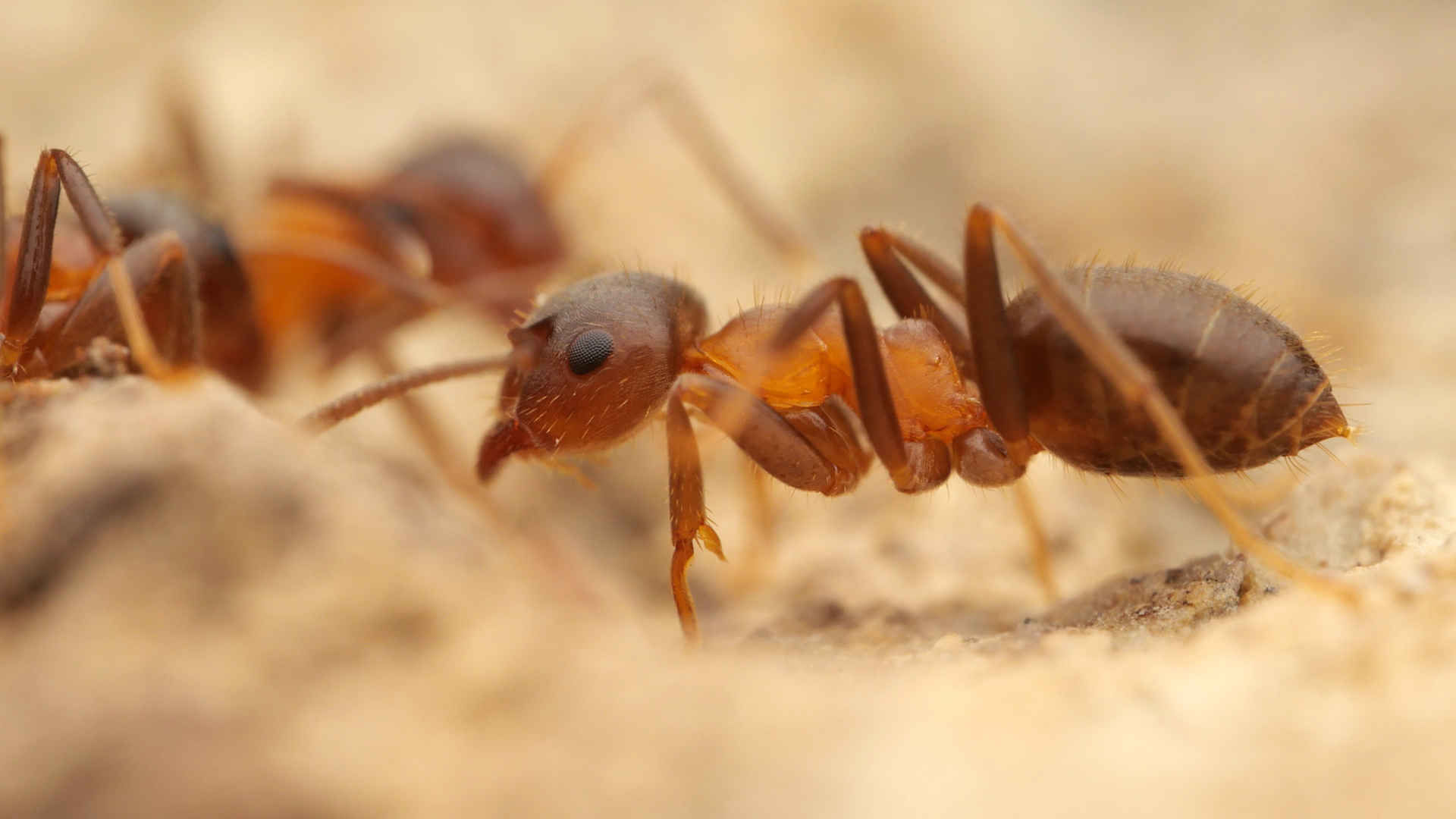 An invasive ant species, nicknamed the ManhattAnt, is set to rapidly spread from New York City across most of the East Coast.