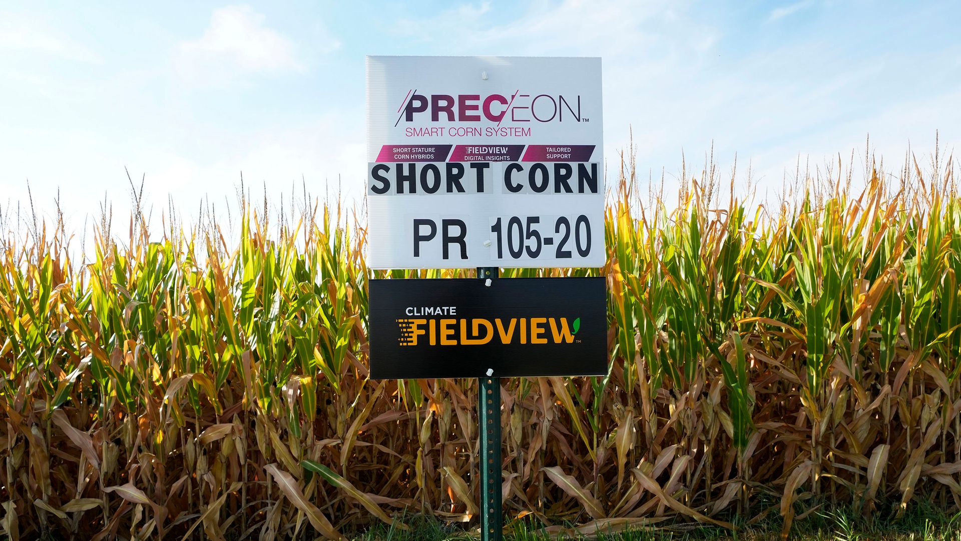 Short corn has high hopes to take over farms in the Midwest by the end of this decade.