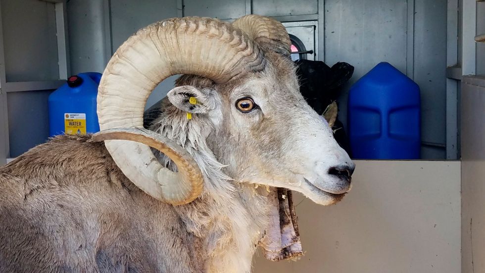 A Montana man is set to be sentenced for creating and cloning a new breed of giant sheep.