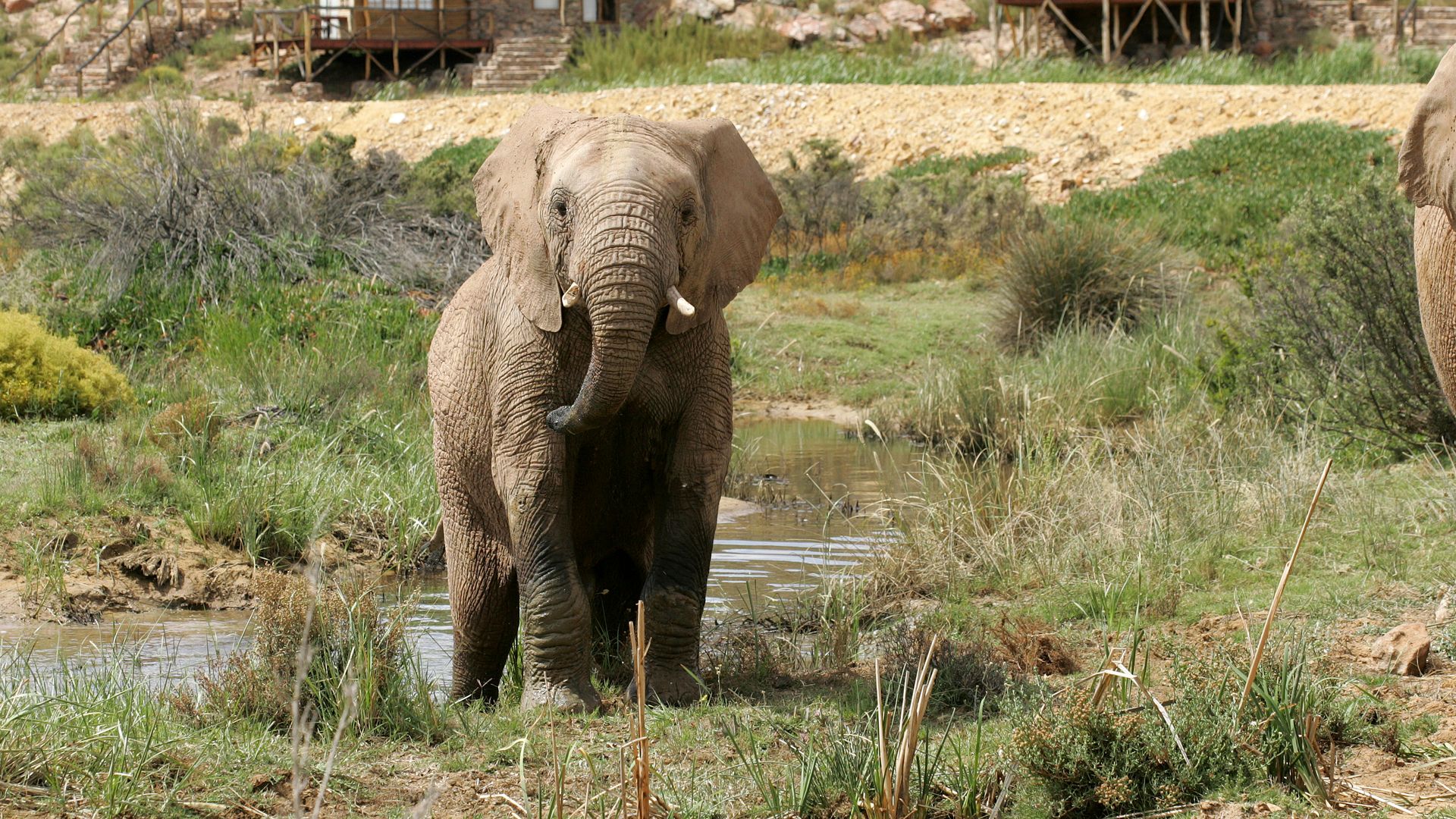 Uber announced on Monday, Sept. 30th that it is offering safari trips starting on Oct. 2 in South Africa.