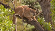 Colorado voters will decide on a measure to ban hunting of wild big cats, as critics say the proposal could target all hunting in the state.