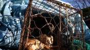 Big changes are coming to South Korea as the country prepares to put an end to the centuries old practice of serving and eating dog meat.