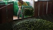 Mexico's drug cartel problem is getting worse and it's now impacting one of the country's most exported fruits, limes.