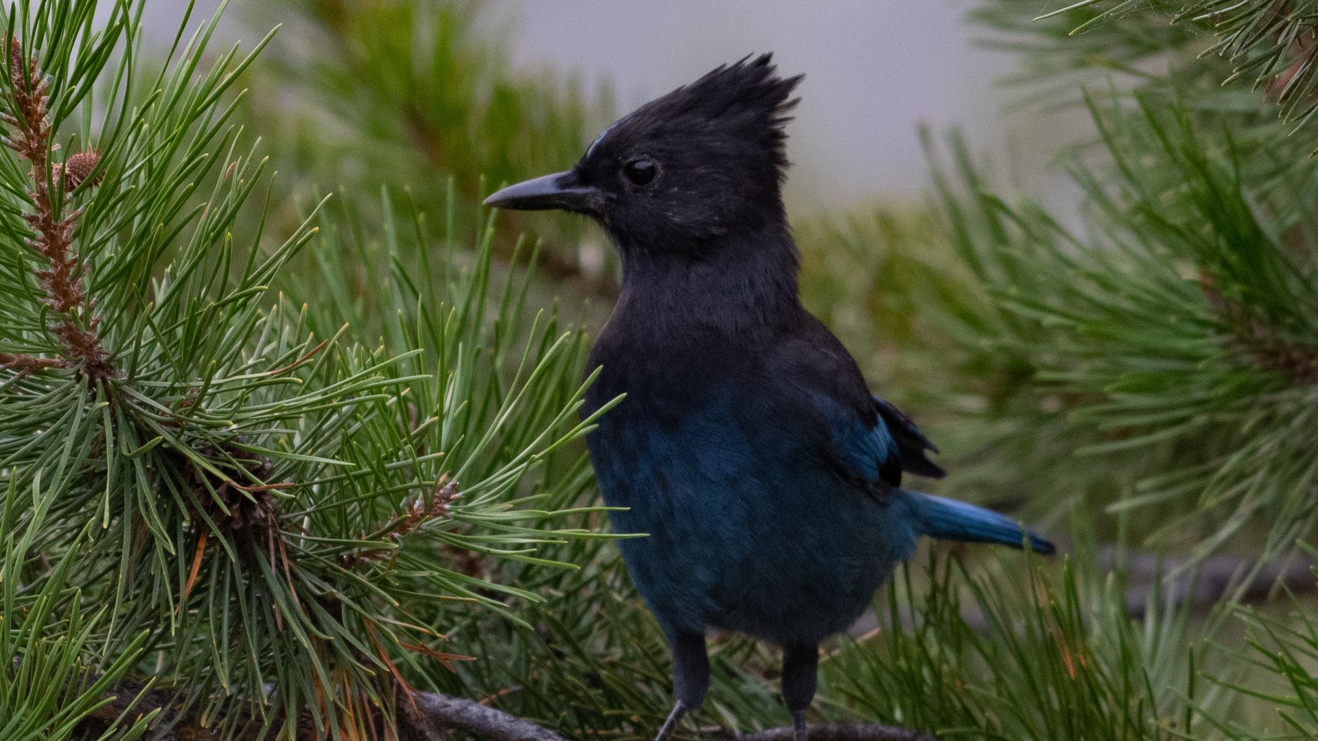 Some bird names named after historical figures may be going away for good.