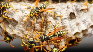 Hurricane Helene's aftermath is leading to swarms of bees and wasps stinging residents in North Carolina after their habitats were destroyed from severe flooding.