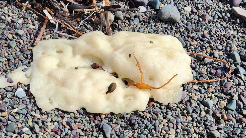 Mysterious white blobs have been washing ashore along Canada’s coastline, prompting investigations by the Coast Guard and marine experts.