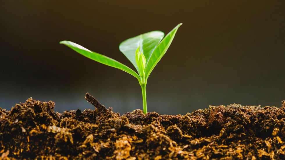 What if turning up the volume could help your garden grow? Researchers looked into fungus, and it seems it has a different taste in sound.