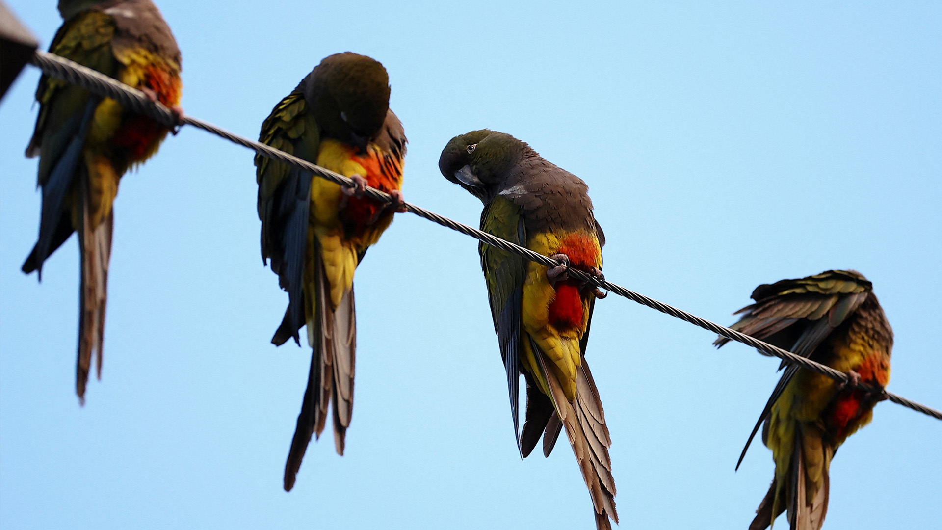 Parrots are causing power outages and other disruptions in an Argentinian town as the birds, driven by deforestation, overwhelm the area.