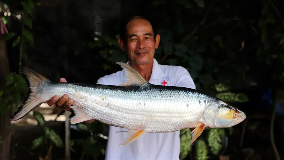 Researchers have rediscovered the "Mekong Ghost," a fish feared extinct for nearly two decades, offering hope for the Mekong River.