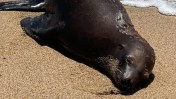 Officials are offering a $20,000 reward for information leading to those who shot and killed a sea lion in California in August.