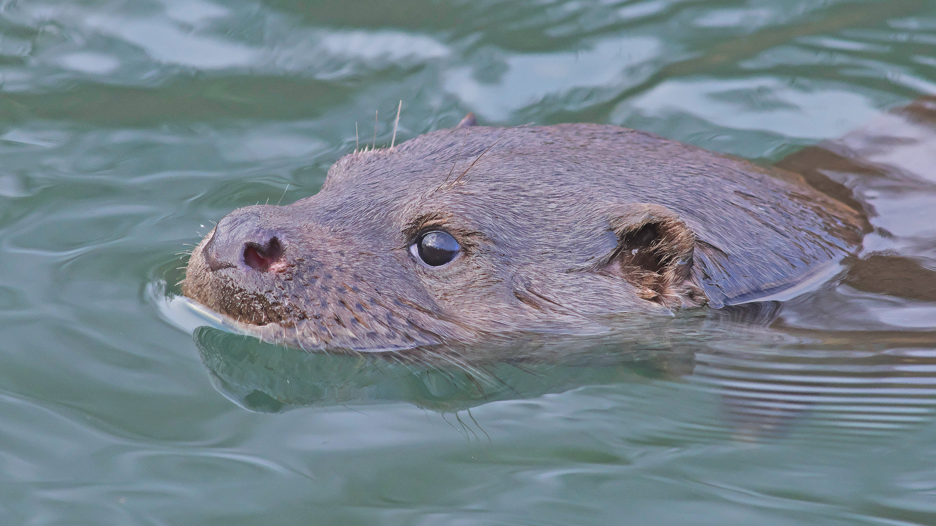 A Scottish man’s prized Japanese koi carp collection, valued at nearly ,000, was destroyed in a suspected otter attack.