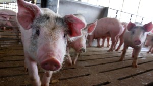 For the first time in the U.S., a pig has tested positive for the H5N1 bird flu, according to the United States Department of Agriculture (USDA). The USDA also said it’s awaiting results for two other pigs from the same farm in Oregon, while another two tested negative. 