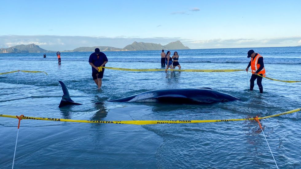 More than 30 pilot whales were rescued off of the coast of northern New Zealand by local volunteers and conservationists on Sunday.