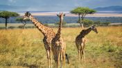 Giraffes could soon be listed on the endangered species list as officials say multiple species of giraffe populations are declining rapidly.