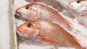 The Treasury Department issued sanctions against a Mexican drug cartel for their role in illegal red snapper fishing in the Gulf of Mexico.