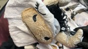 Federal authorities indicted a California man for allegedly trying to carry 71.5 pounds of clothes soaked in meth on a flight from Los Angeles to Australia. And those clothes included a cow onesie. Law enforcement officials say they arrested a 31-year-old man after scanning his two checked bags. Inside, they say, he had light-colored clothes that were allegedly covered in dried methamphetamine. Photos from the Justice Department show that the cow-themed pajamas were in the haul, along with underwear, t-shirts, towels and other clothing. Police arrested the suspect while he was waiting to board the flight. U.S. attorney Martin Estrada said this was part of a trend. In a statement, he said, “Drug dealers are continually inventing creative ways of smuggling dangerous narcotics in pursuit of illicit profit.” The suspect faces an arraignment on Monday, Dec. 2, on charges of methamphetamine possession with intent to distribute. If convicted, the charge comes with a minimum sentence of 10 years in prison. The maximum sentence is life in prison. Related Stories Nearly 2,600 lbs of meth found in celery at Georgia farmers’ market US border agents seize $5 million worth of meth hidden in fake watermelons CHP seizes $1.7 million in fentanyl, arrests three in Central Valley drug busts