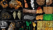 Scientists analyzing 200-million-year-old fossilized feces and vomit uncovered new insights into how dinosaurs ate and ruled.