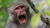 More than half the monkeys that escaped a South Carolina research facility have been caught.  Last Wednesday, Nov. 6, 43 rhesus macaque monkeys escaped from Alpha Genesis, a medical lab that uses the animals for clinical drug trials, in Yemassee. That’s about 60 miles west of Charleston. 