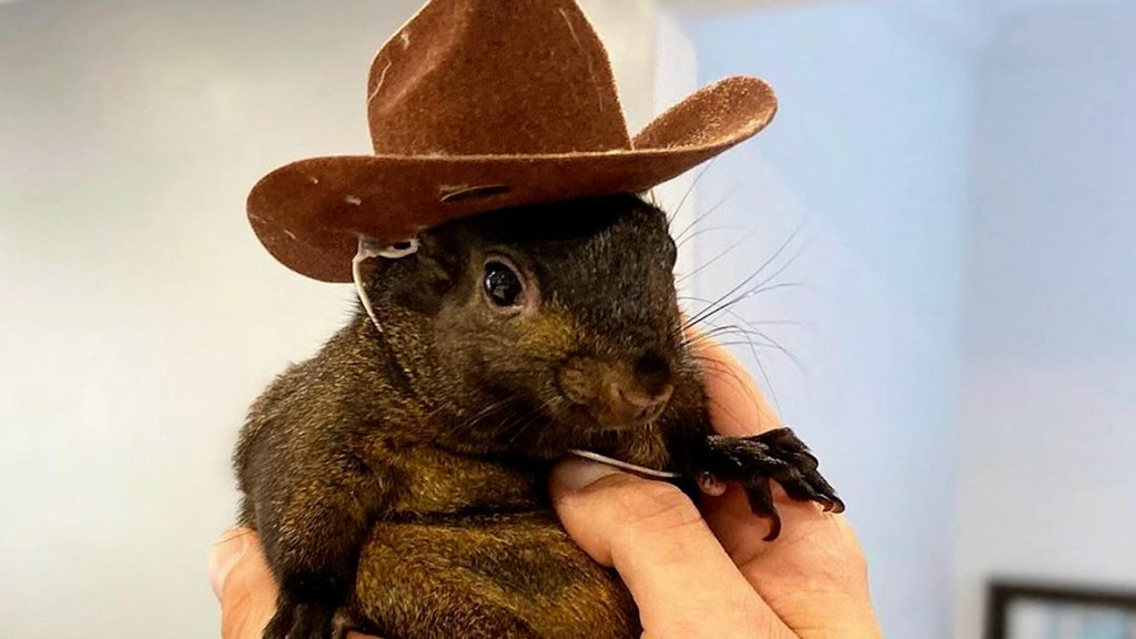 Peanut, seized social media star squirrel, tests negative for rabies after euthanization, sparking criticism of government actions.