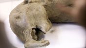 Scientists announced the discovery of a 50,000-year-old baby mammoth carcass in Russia's Siberia on Tuesday, Dec. 24.