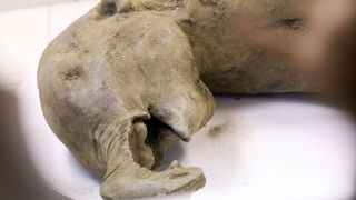 Scientists announced the discovery of a 50,000-year-old baby mammoth carcass in Russia's Siberia on Tuesday, Dec. 24.