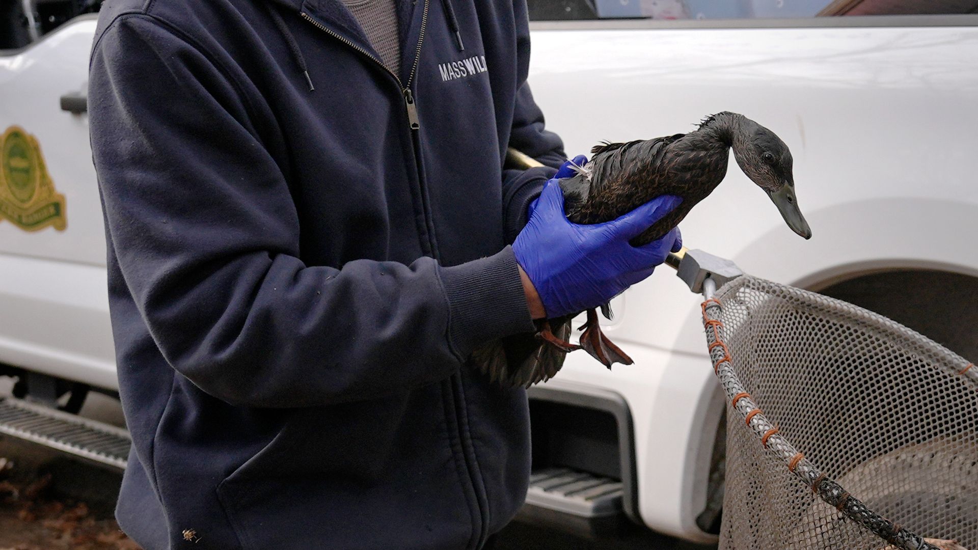 An oil spill into the Muddy River in the Boston area has forced wildlife officials to jump into action to save dozens of oil-soaked birds.