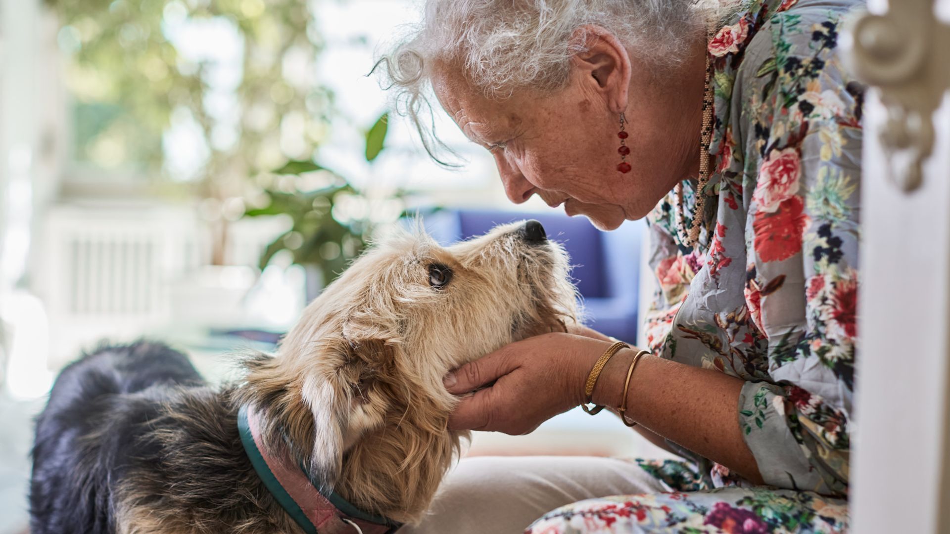 Scientists say anti-aging dog drug could also extend human life