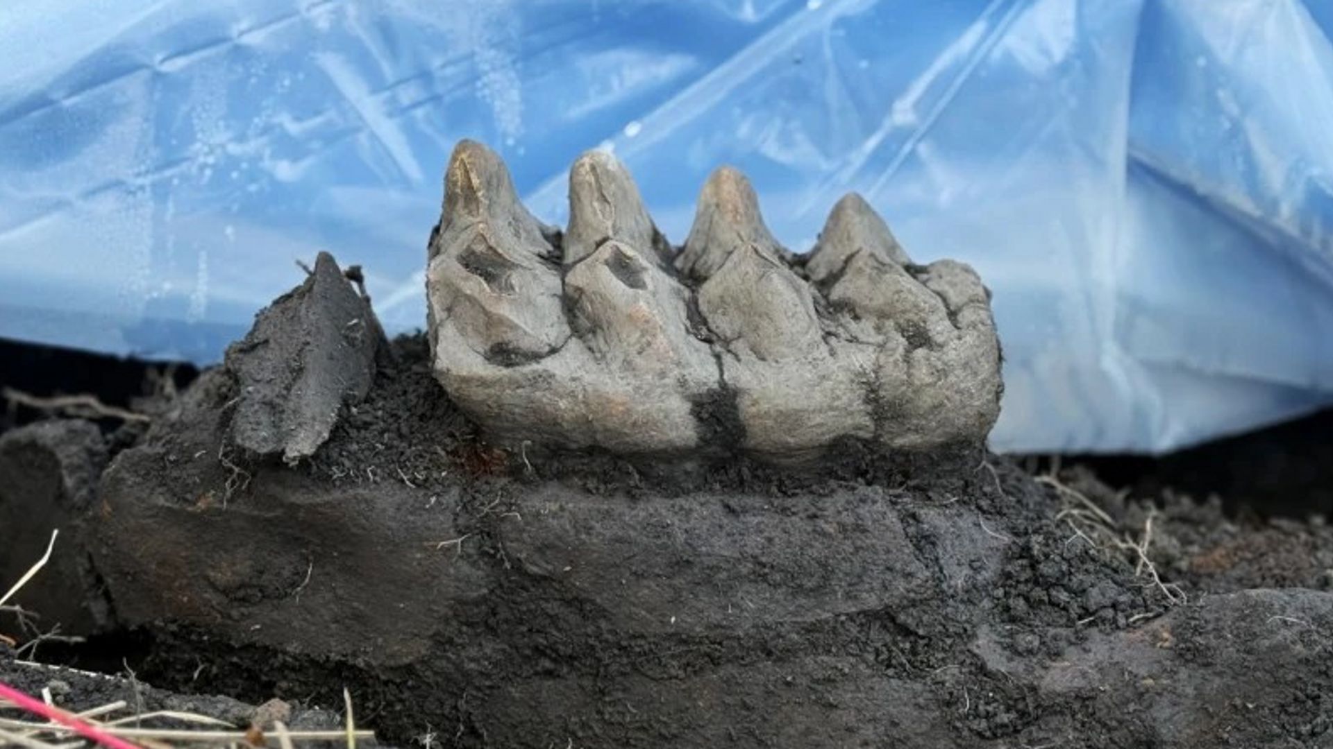 Paleontologists say they found a fully intact mastodon jaw in a New York resident's backyard on Tuesday, Dec. 17.