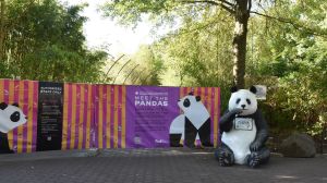 The Smithsonian National Zoo released a new video on Christmas Day showing the zoo's newest giant pandas.