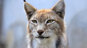 The Colorado Wildlife Conservation Project is hailing the defeat of a ballot measure that aimed to ban wild cat hunting in the state.